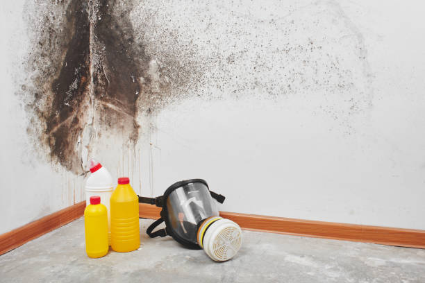 Trusted Chalfant, CA Mold Remediation Experts