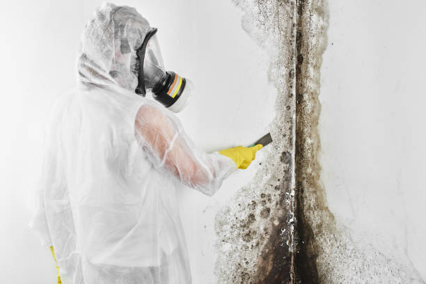 Best Residential Mold Remediation in Chalfant, CA