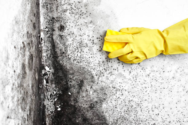 Best Bathroom Mold Remediation in Chalfant, CA