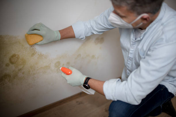 Best Kitchen Mold Remediation in Chalfant, CA