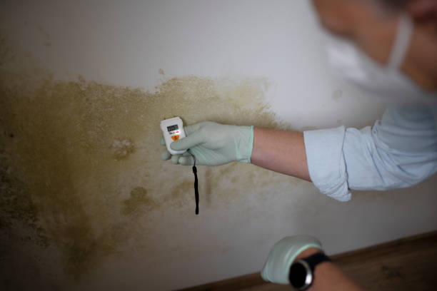Best Post-Flood Mold Remediation in Chalfant, CA