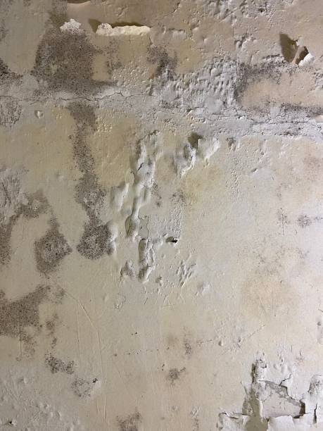 Best White Mold Remediation in Chalfant, CA