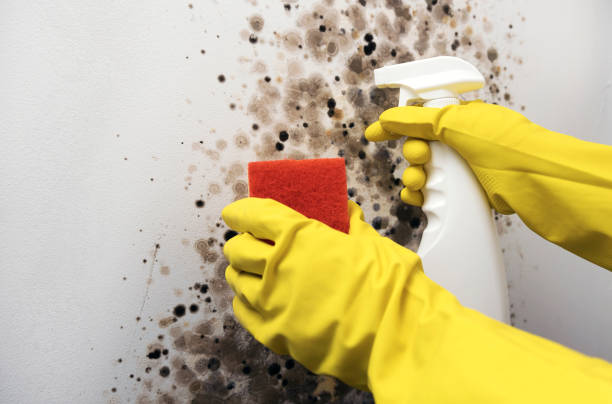 Best Residential Mold Remediation in Chalfant, CA
