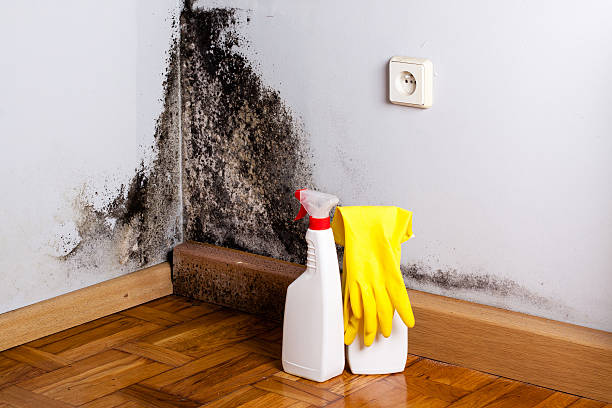 Best Crawl Space Mold Remediation in Chalfant, CA