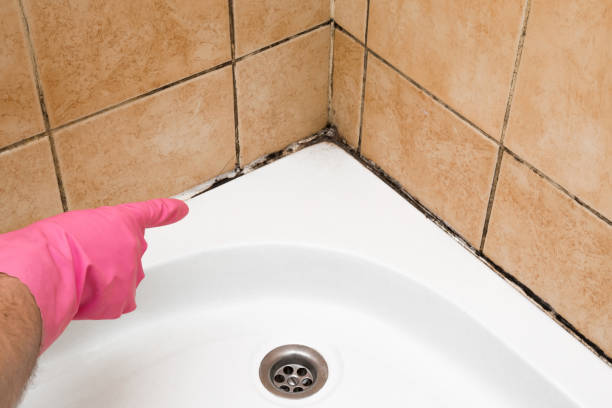 Best DIY Mold Remediation Support Services in Chalfant, CA