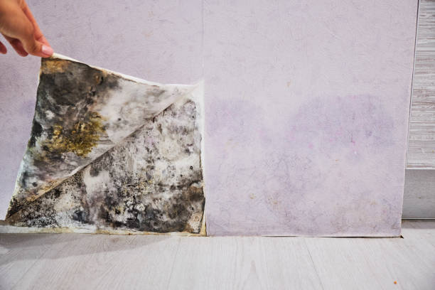 Best Kitchen Mold Remediation in Chalfant, CA